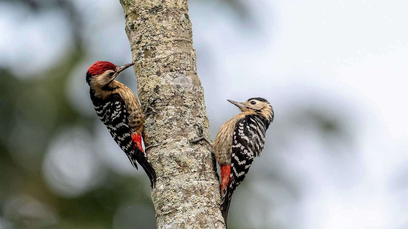 Bird Watching Tour In Kathmandu