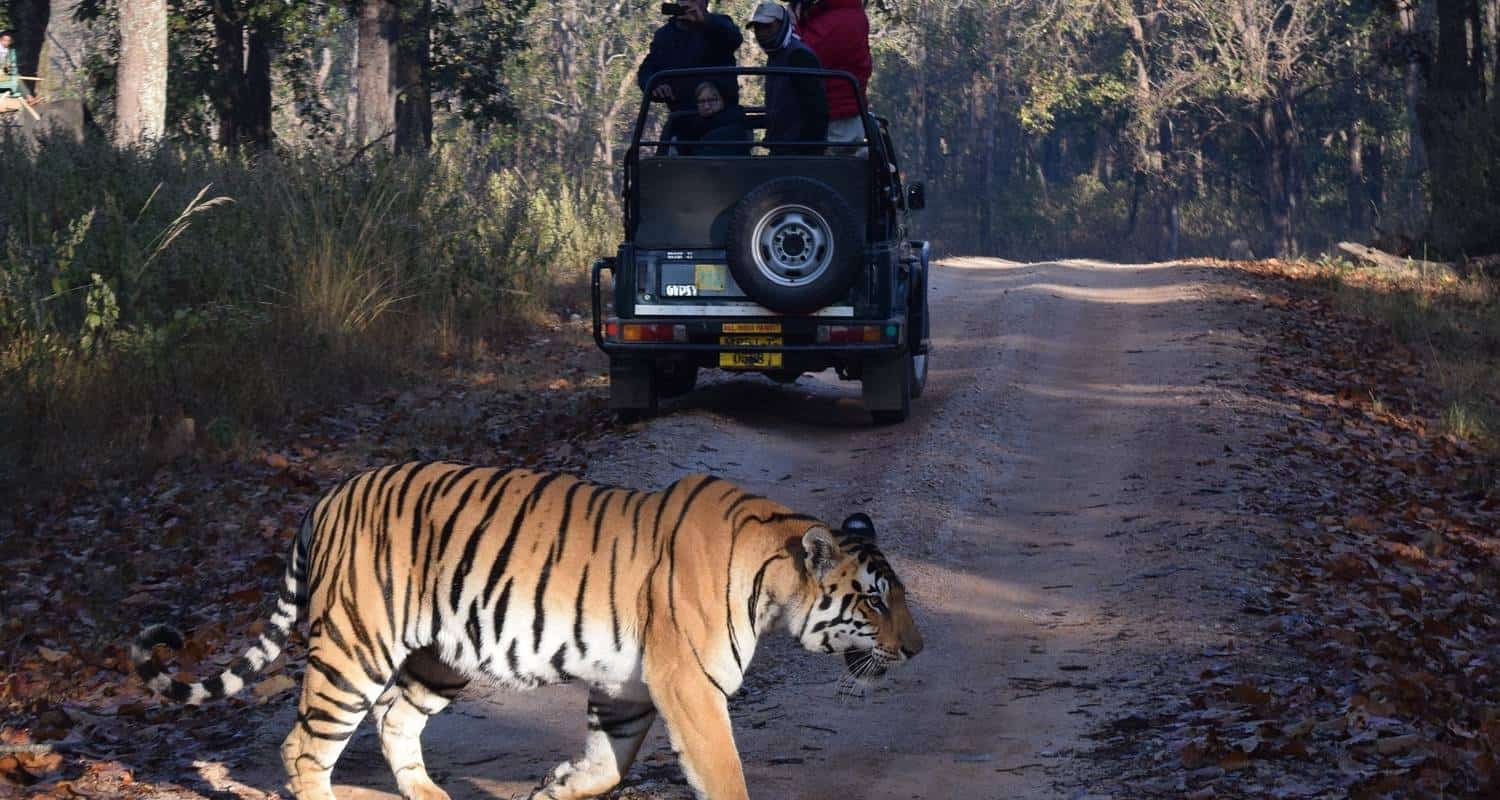 Ranthambore National Park Tour - 7 Days