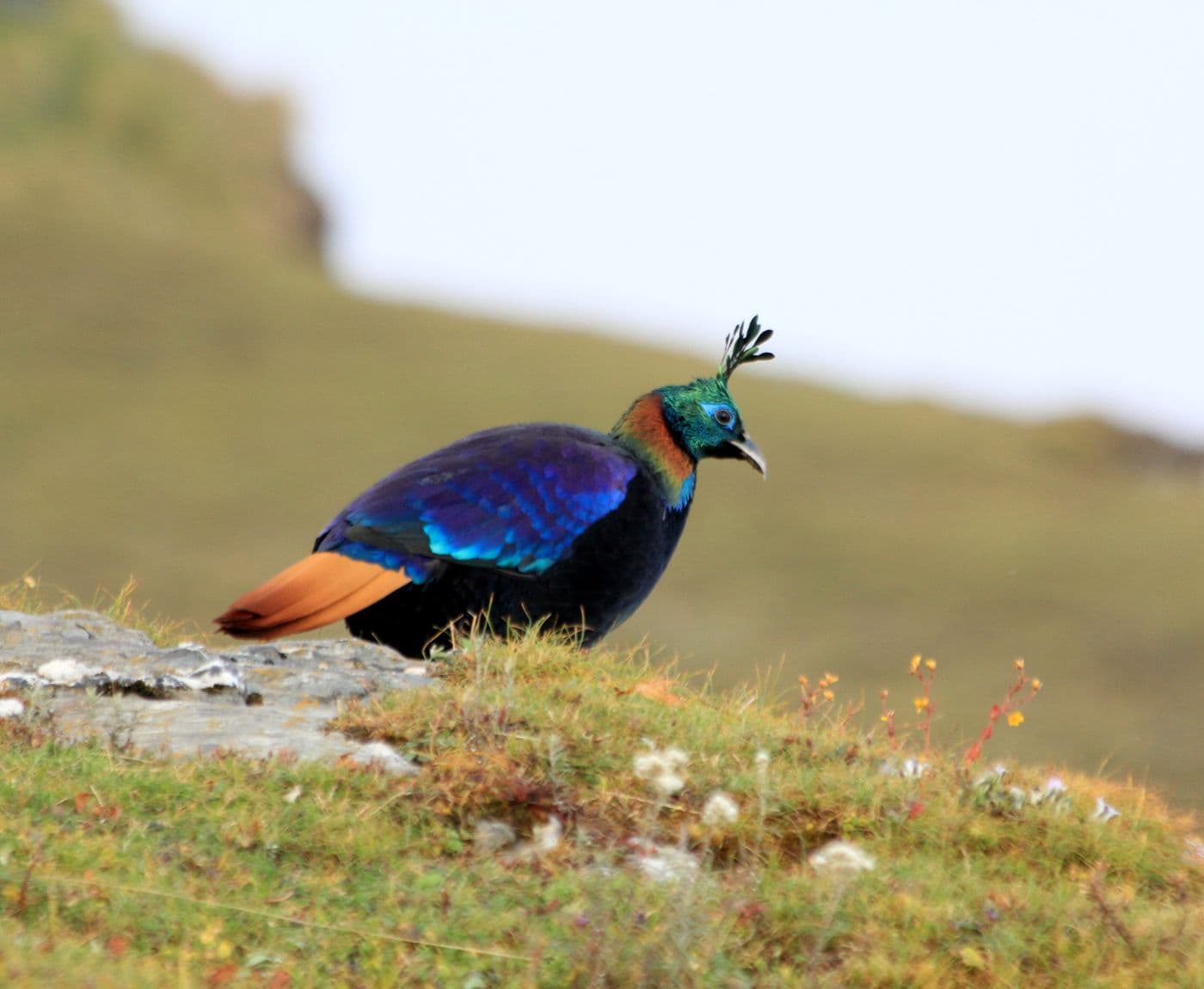 Birdwatching in Nepal