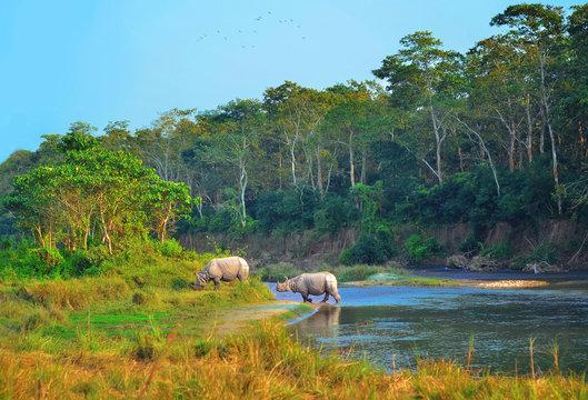 Wildlife (Jungle) Safari in Nepal