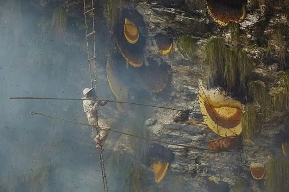 Mad Honey Hunting in Nepal: History, Harvesting and Risks