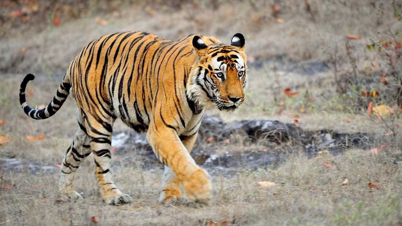 Bardia National Park Tour