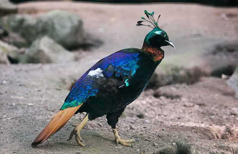 National Park Bird Watching Tour in Nepal for 2020