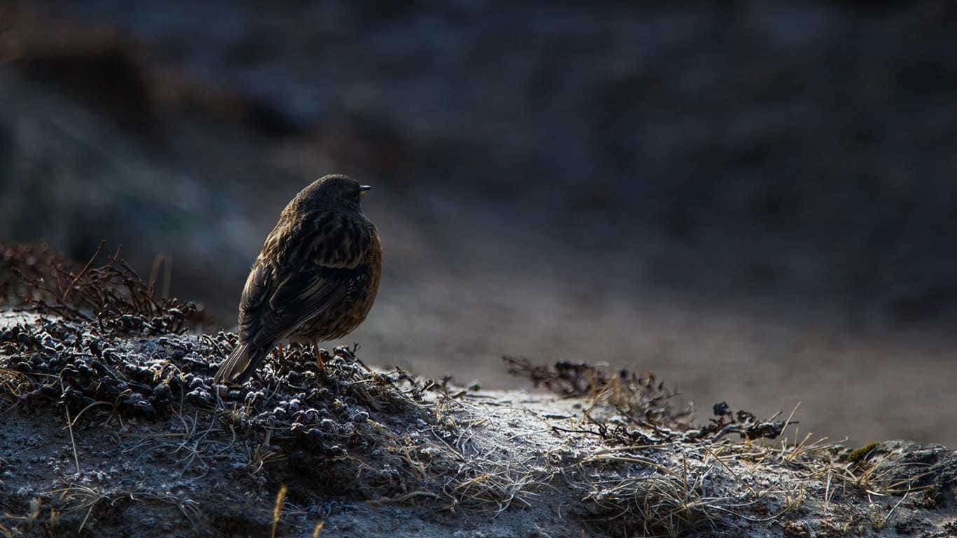 Chitwan Bird Watching Tour