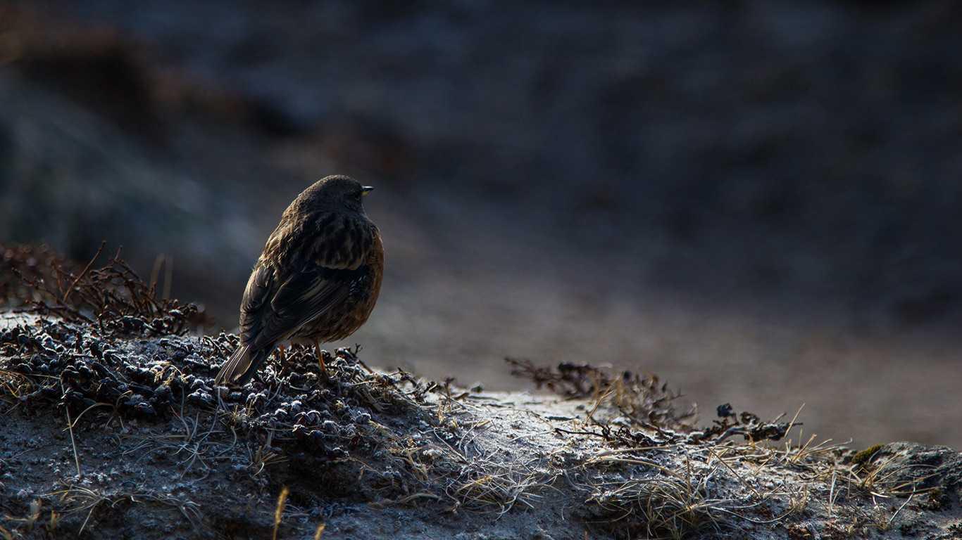 Chitwan Bird Watching Tour
