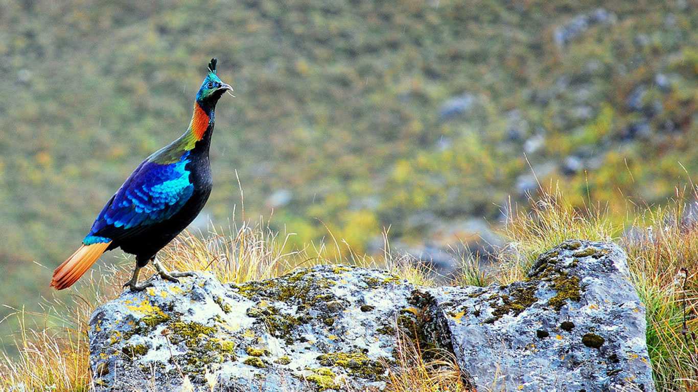Best of Bird Watching Tours in Nepal