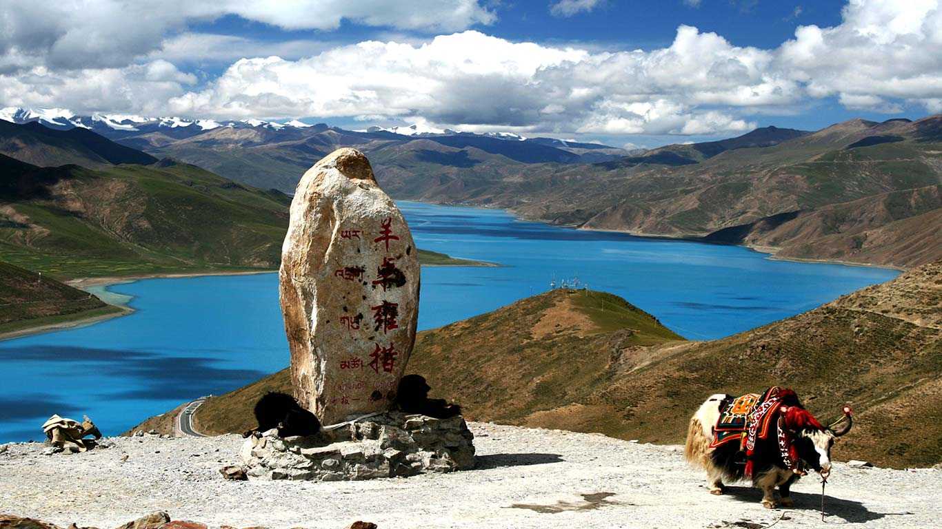 Tibetan Yak on the background Yarmdrok Lake