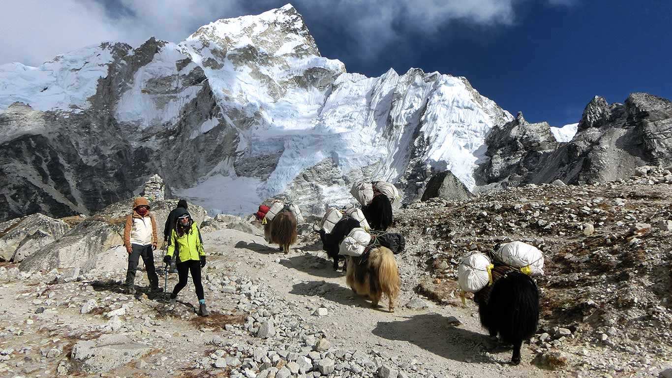 Trekkers and Himalayan Yaks on the trail to EBC